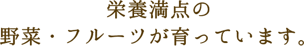 栄養満点の野菜・フルーツが育っています。